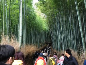 京都観光　竹林の道
