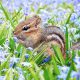 chipmunk-2323827_960_720[1]